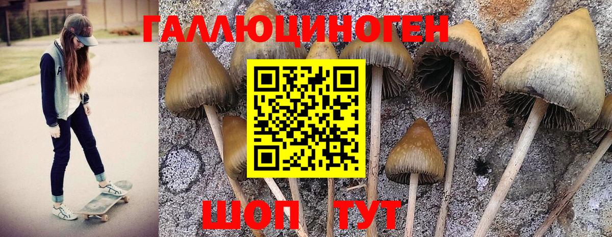 как найти наркотики  Галлюциногенные грибы GOLDEN TEACHER  Вход с VPN  Унеча 